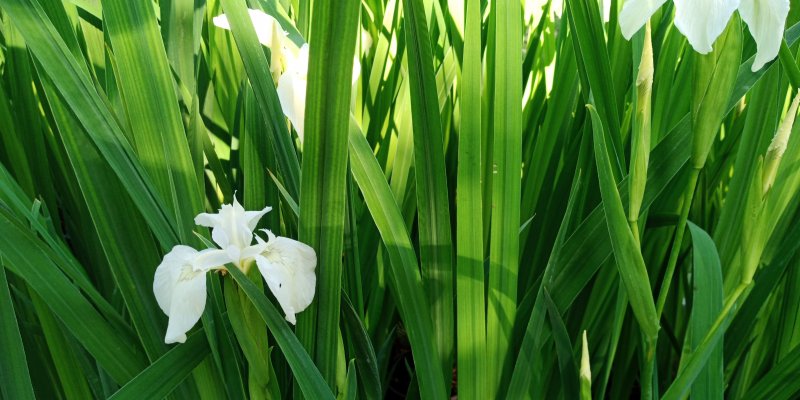Iris pseudacorus 'Creme de la Creme' Ирис болотный